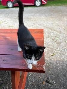 Adorable Free Kitten Needs a New Home - Photo 2
