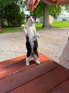 Adorable Free Kitten Needs a New Home - Photo 3