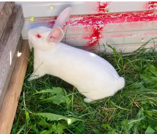 Rabbits