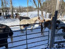 Outdooor Horse Board - Photo 5