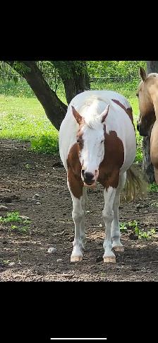Outdooor Horse Board - Photo 6