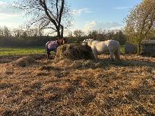 Outdooor Horse Board - Photo 7
