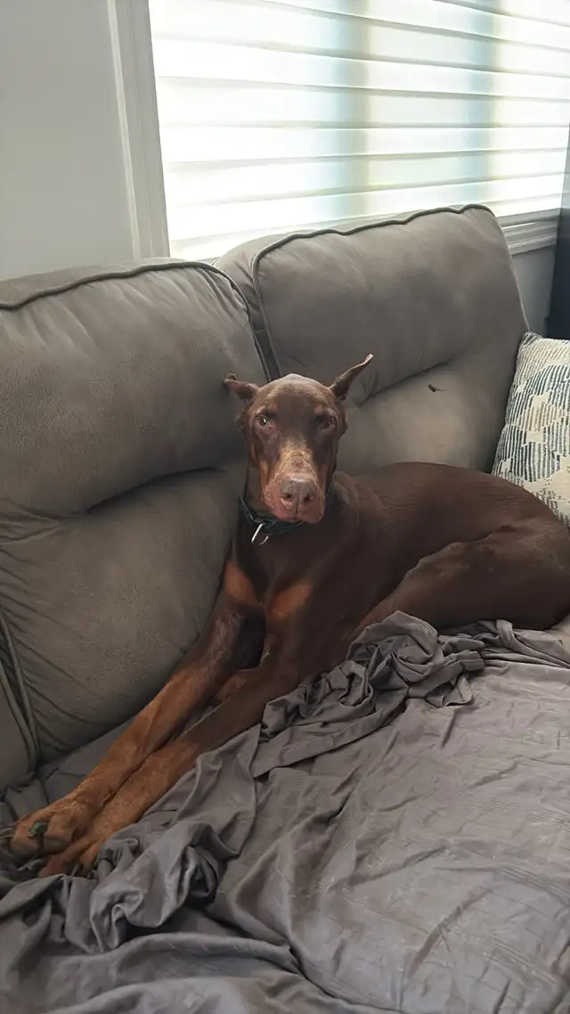 Sweet and loving doberman