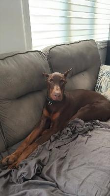 Sweet and loving doberman
