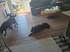 Sweet and loving doberman - Photo 2