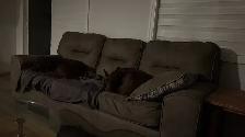 Sweet and loving doberman - Photo 3