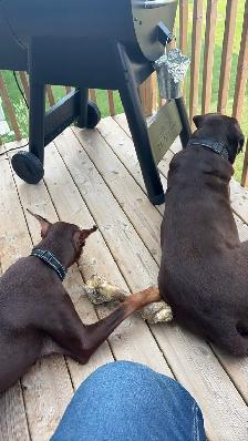 Sweet and loving doberman - Photo 4