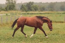 17 hand sport horse type gelding