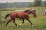 17 hand sport horse type gelding - Photo 2