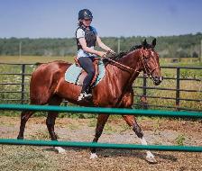 17 hand sport horse type gelding - Photo 3