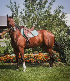 17 hand sport horse type gelding - Photo 4
