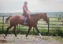 17 hand sport horse type gelding - Photo 5