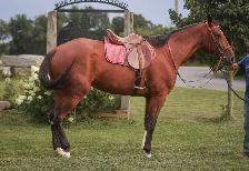 17 hand sport horse type gelding - Photo 6