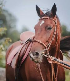 17 hand sport horse type gelding - Photo 7