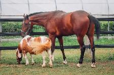17 hand sport horse type gelding - Photo 9