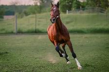 17 hand sport horse type gelding - Photo 10