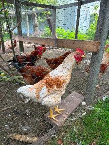 Roosters for sale