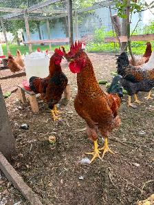 Roosters for sale - Photo 2