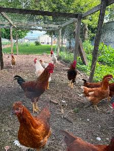 Roosters for sale - Photo 3