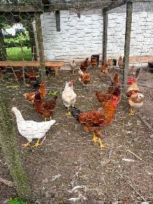 Roosters for sale - Photo 4