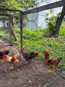 Roosters for sale - Photo 5