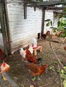 Roosters for sale - Photo 6