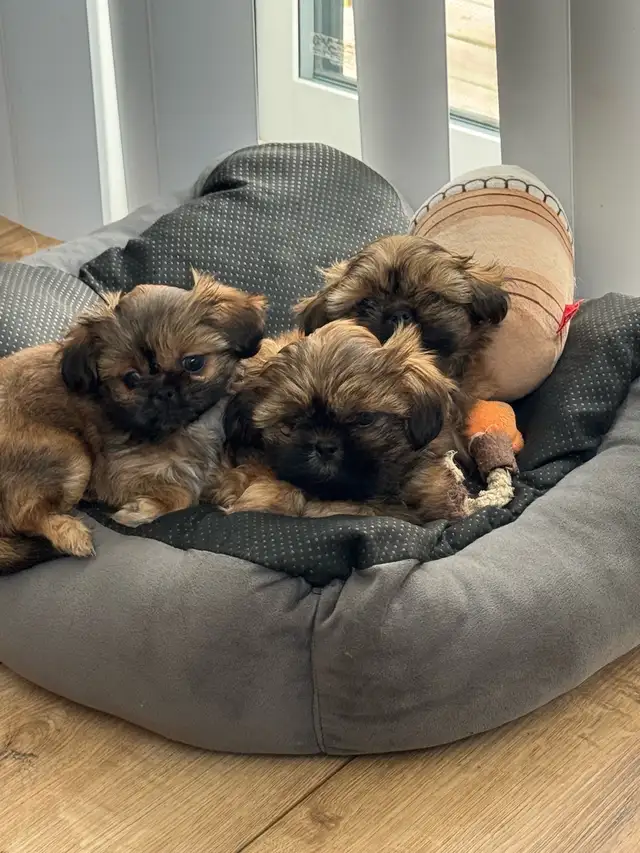 Royal Imperial Shih-Tzu