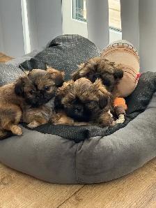Royal Imperial Shih-Tzu