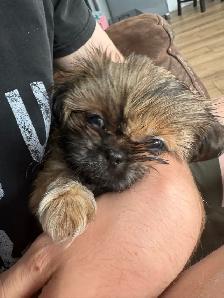 Royal Imperial Shih-Tzu - Photo 2