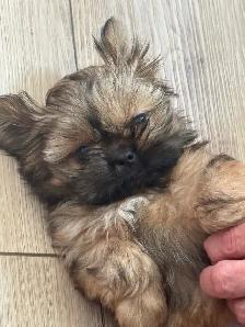 Royal Imperial Shih-Tzu - Photo 3