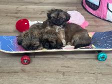 Royal Imperial Shih-Tzu - Photo 4