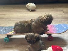 Royal Imperial Shih-Tzu - Photo 5