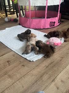 Royal Imperial Shih-Tzu - Photo 6