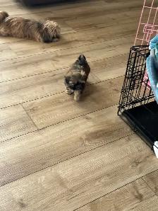 Royal Imperial Shih-Tzu - Photo 7