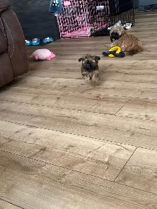 Royal Imperial Shih-Tzu - Photo 8