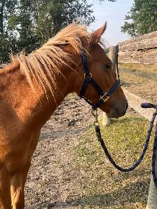 Sweet Shetland Pony - Photo 2