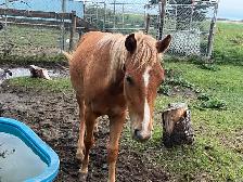Sweet Shetland Pony - Photo 4