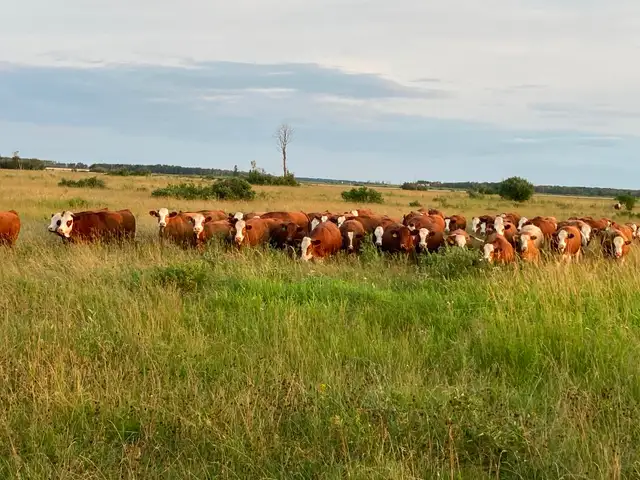 Bred simmental Heifers