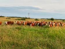 Bred simmental Heifers