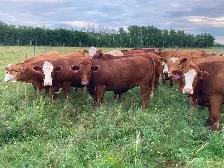 Bred simmental Heifers - Photo 2