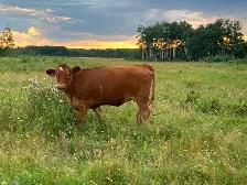 Bred simmental Heifers - Photo 3