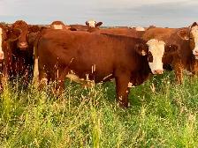 Bred simmental Heifers - Photo 4