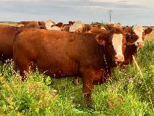 Bred simmental Heifers - Photo 5