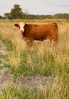 Bred simmental Heifers - Photo 6