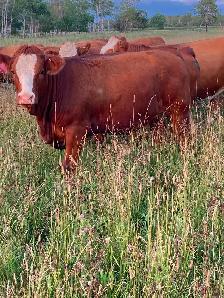 Bred simmental Heifers - Photo 7