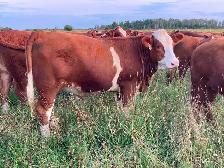 Bred simmental Heifers - Photo 8