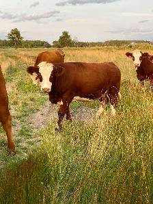 Bred simmental Heifers - Photo 9