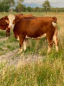 Bred simmental Heifers - Photo 10