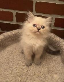 Chaton himalayen