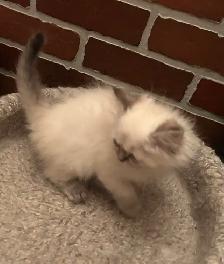 Chaton himalayen - Photo 2